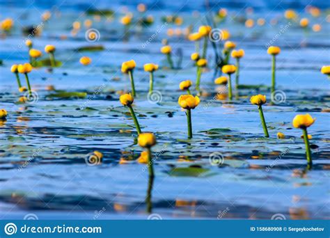 Summer Lake With Yellow Water Lily Flowers On Blue Water Stock Photo