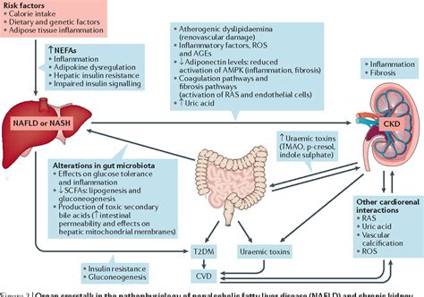 Liver Disease Effects On Other Organs