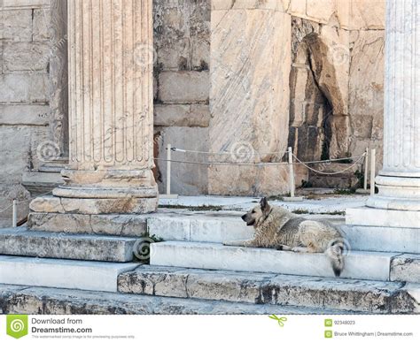 Stray Dog Roman Agora Athens Greece Stock Image Image Of Thick