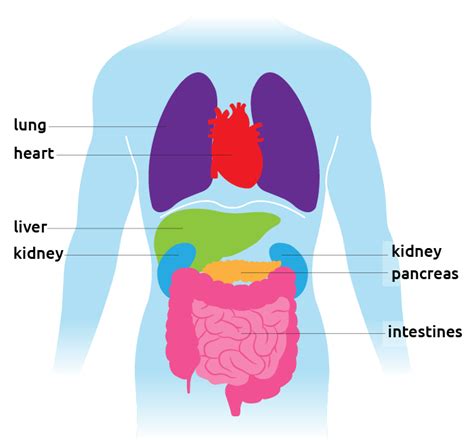 The circulatory system does most of its. Organ facts and surgeries - Transplant Living