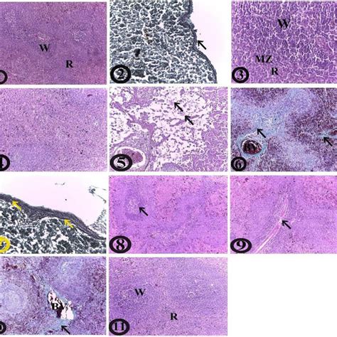Histopathological Findings On Spleens From Various Experimental Groups