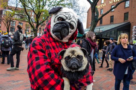 Photos Halloween Pet Parade And Costume Contest Boston University