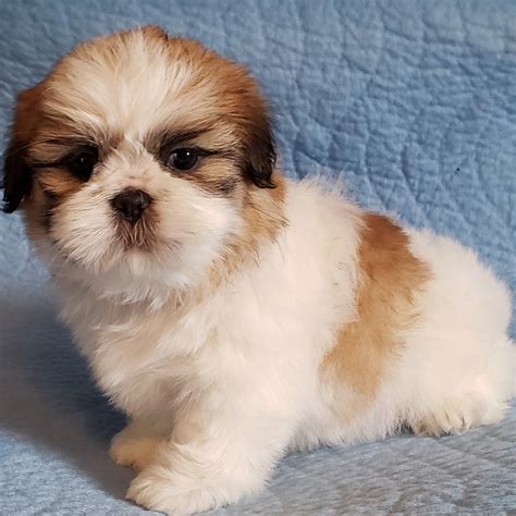 Shih Tzu Puppies For Sale | Newport, MI #297450 | Petzlover