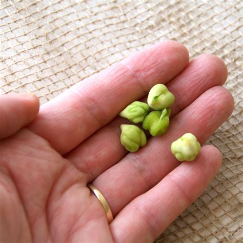 Cover with a lid and turn the heat to high. Introducing Fresh Garbanzo Beans: The New Edamame