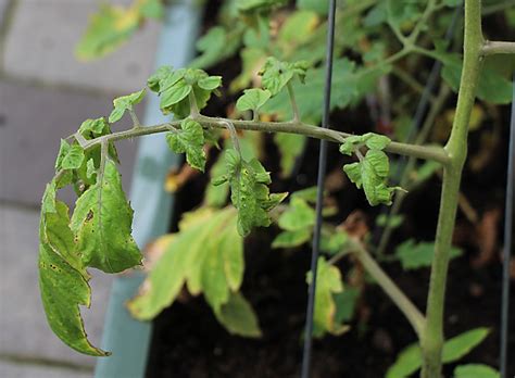 Don't let tomato leaves press up against the car window if at all possible. Fertilizer In Garden Leaf Plant Up Tomato Curl | upcaring