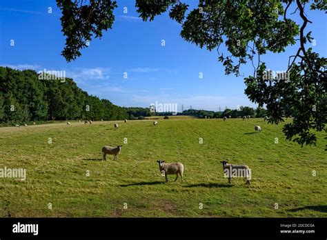 Sheep Grazing Farnham Suffolk England Stock Photo Alamy