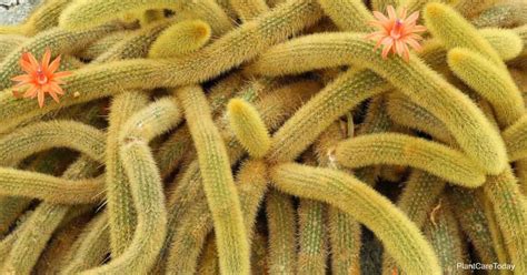 Monkey Tail Cactus Care Learn How To Grow Cleistocactus Winteri