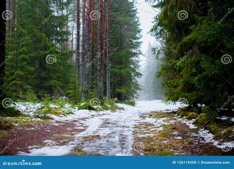 Winter Fog In The Pine And Spruce Forest Stock Photo Image Of Spruce