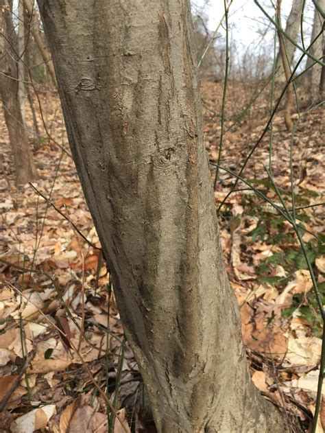 Identifying Trees By Their Bark Master Gardeners Of Northern Virginia