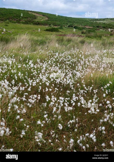 Swathe Of White Plumed Common Cotton Grass On Damppeaty Moorland Above