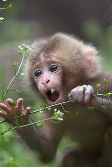 50 Adorable Baby Monkey Pictures That You Must See Tail And Fur