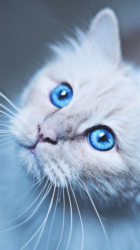 Burmese Cat Bokeh Pets Cat With Blue Eyes Cats Close Up Fluffy
