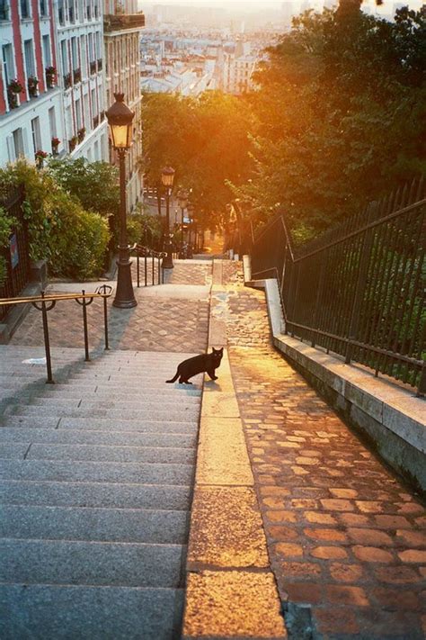 Cat From Paris France Traveling Cats Travel Pictures Of Cats