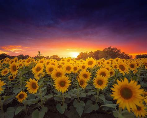 Sunflower Farm Field Sunflower At Sunset Dark Clouds Orange Sky