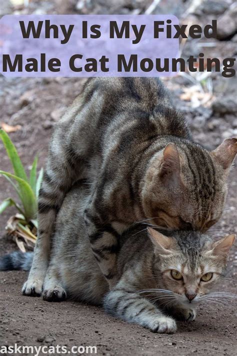 Neutered Male Cat Mounting Reasons And Solutions