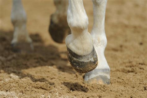 Navicular Bone Fracture In Horses Symptoms Causes Diagnosis