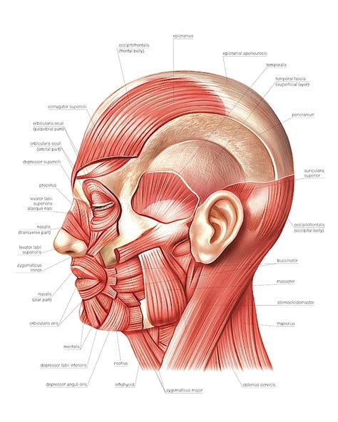 Head Muscles Greeting Card For Sale By Asklepios Medical Atlas