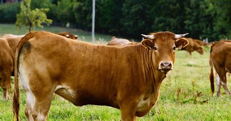 Kandang sapi milik mas haji verdy terdapat sapi super kontes 4 ekor yang diberi nama senopati, somala, adeng dan semar. Download Bibit Sapi Betina Sapi Limosin Images - All News