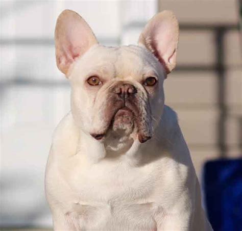 French bulldogs have many common health issues. French Bulldog Colors Explained | Ethical Frenchie
