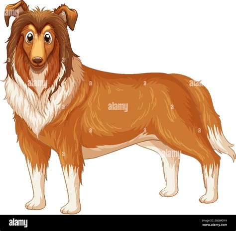 Rough Collie Dog Cartoon On White Background Illustration Stock Vector