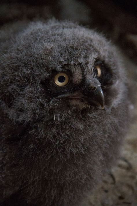 Tulsa Zoo Celebrates Hatching Snowy Owl Chicks Green Country News