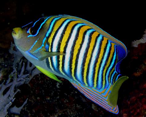 Fish Species In The World Beauty Angelfish