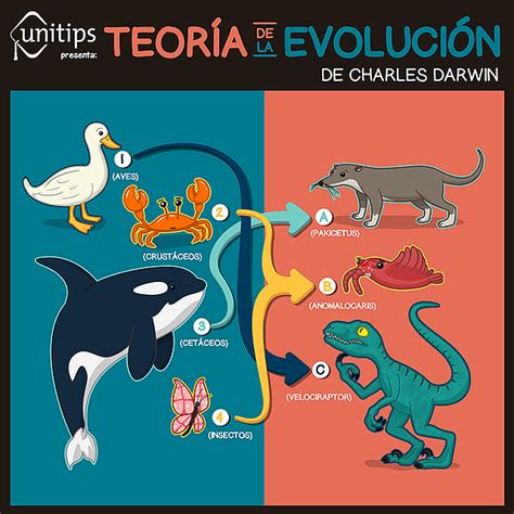 Origen De La Evolución Y Selección Natural De Darwin