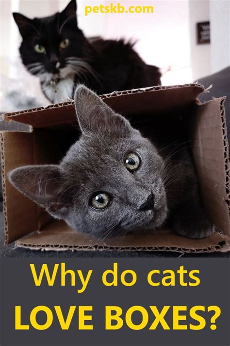 Discover 10 Real Reasons Why Cats Like Boxes So Much And See Our 5 Box