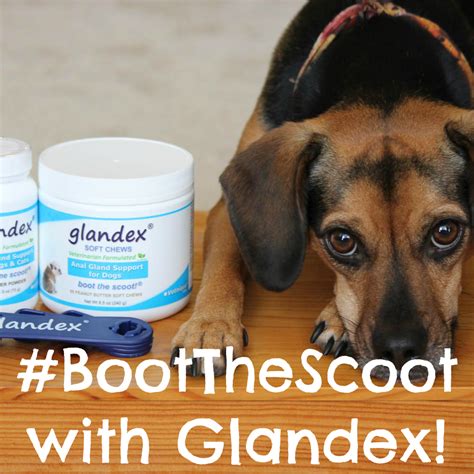 Whats The Deal With Dog Anal Glands Glandex Helps