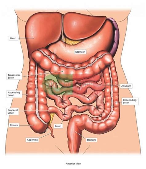 What Organs Are On Your Right Backside In The Body Ofa Man Diagram Of