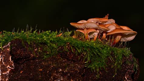 Nature Mushroom 4k Ultra Hd Wallpaper