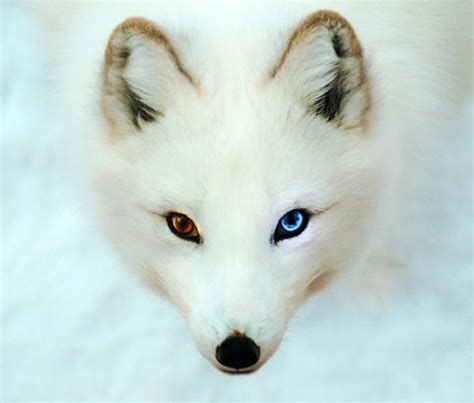 Arctic Foxes Have Heavily Pigmented Eyes To Help Protect Them From The