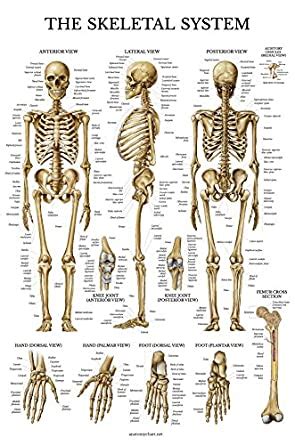A comprehensive list is not possible back bones help a cheetah run they cant get far when they dont have back bones. Skeletal System Anatomical Chart - LAMINATED - Human ...