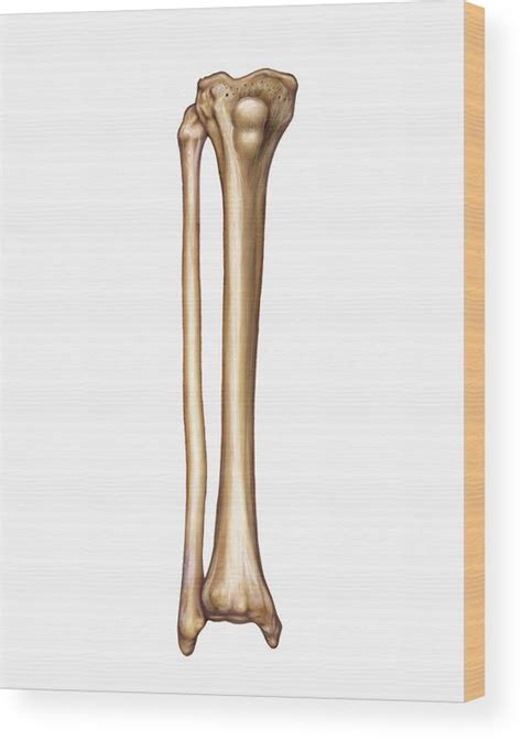 Bones Of The Leg Photograph By Asklepios Medical Atlas Pixels The