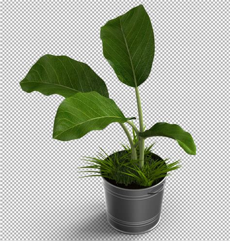 Premium Psd Render Of Isolated Plant Isometric Front View 3d