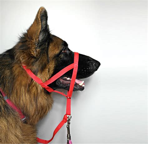 Halti Head Collar Harness For Dogs Ebay