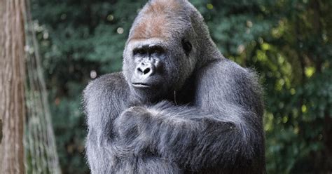 50 Interesting And Fun Gorilla Facts Funsided