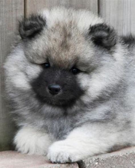 Keeshond Puppy Keeshond Puppy Cute Dogs Breeds Keeshond Dog