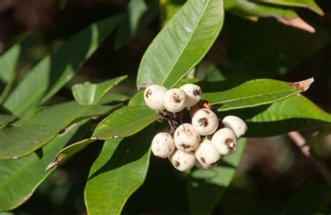 Midyim Berry Austromyrtus Dulcis Growing Guide Agt