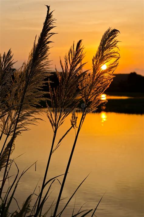 Sunset With Tall Grass Stock Photo Image Of Color Environment 30655116