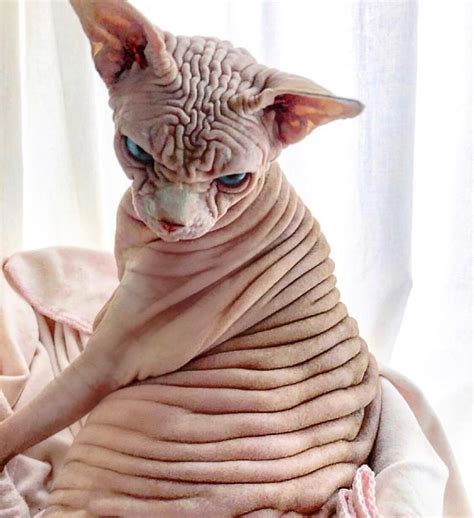 This Extra Wrinkly Evil Looking Cat Is Actually Very Lovely Pics Scary Cat Hairless Cat