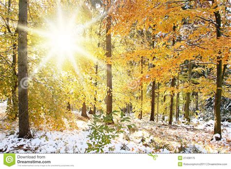 Sunny Winter Forest Scene Stock Image Image Of Europe