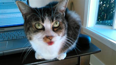 Cat Sticks Her Tongue Out At Me Blep Youtube