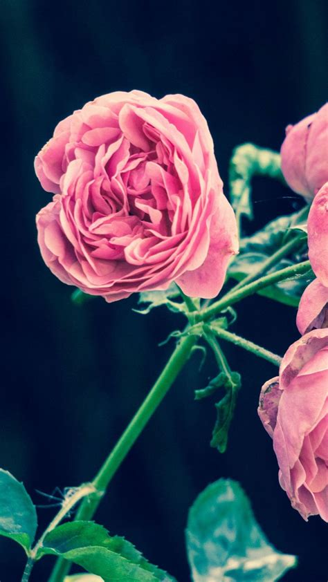 Enjoy our curated selection of 3066 4k ultra hd flower wallpapers and backgrounds. Rose iPhone Wallpapers - Top Free Rose iPhone Backgrounds ...