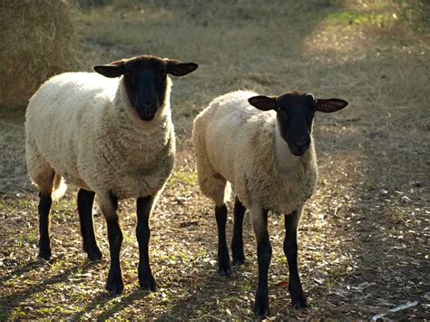 5 Best Breeds Of Sheep For A Small Farm Pethelpful