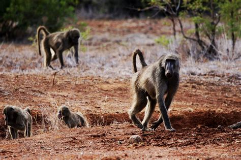 What are the most dangerous animals in africa? Hunting baboons in South Africa with Mkulu African Hunting ...