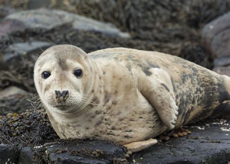 Grey Seal Pup Stock Photo Image Of Wildlife Farne 98378372