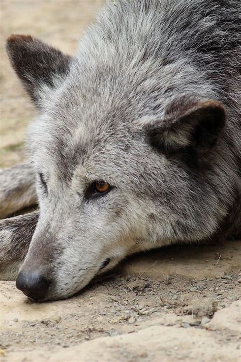 Pin By Stephanie Reedy On Wolves Pinterest Wolves Gray Wolf And Sad