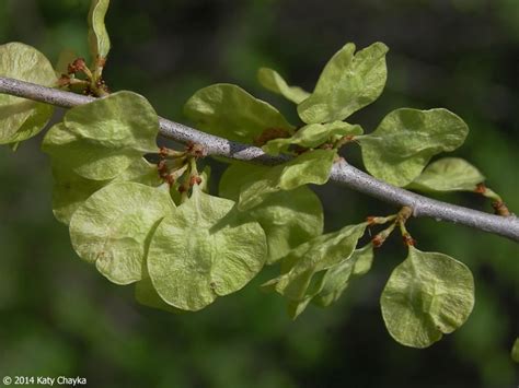 Specific phytosanitary requirements exist for quercus and populus only, while ulmus is regulated in relation to other pests. Ulmus pumila (Siberian Elm): Minnesota Wildflowers