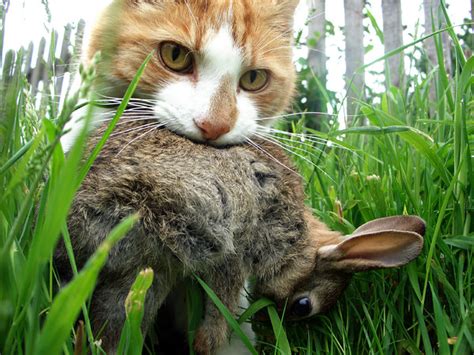 If the cat won't allow you to approach, give him time. That Cuddly Kitty Is Deadlier Than You Think - The New ...